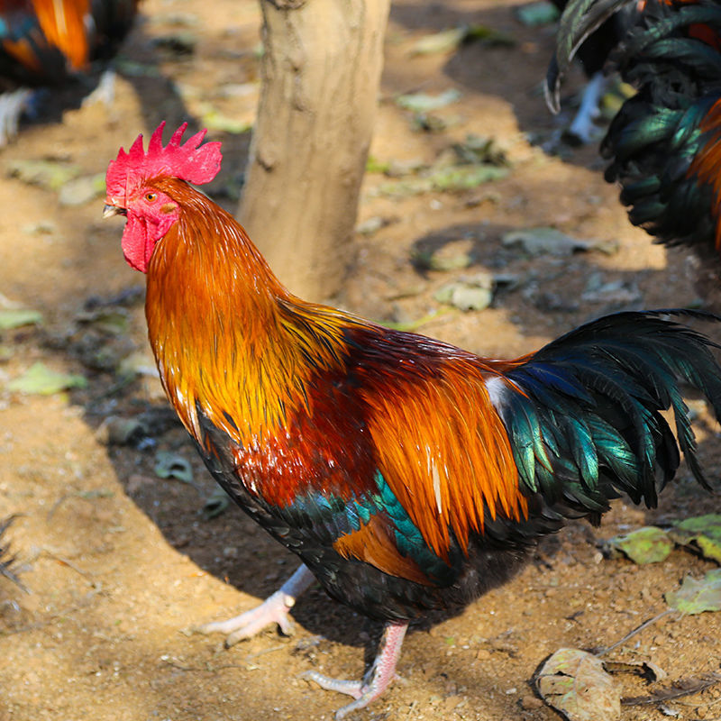 山东农村大公鸡新鲜现杀土公鸡散养老公鸡土鸡走地鸡肉公鸡整鸡华海春