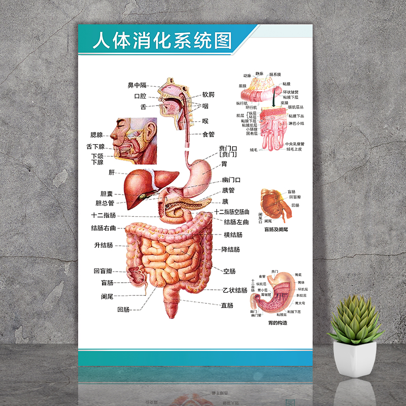 思裕人体解剖彩色学骨骼结构图神经肌肉五脏六腑淋巴示意解刨器官挂图