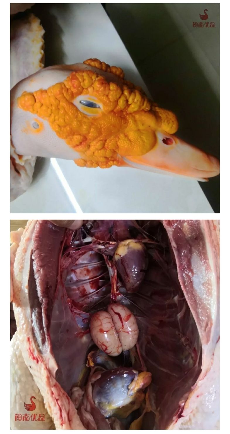 闽南正番鸭三年黄皮老鸭子肉整只红脸土鸭白鸭炖汤整鸭带内脏 活体6.