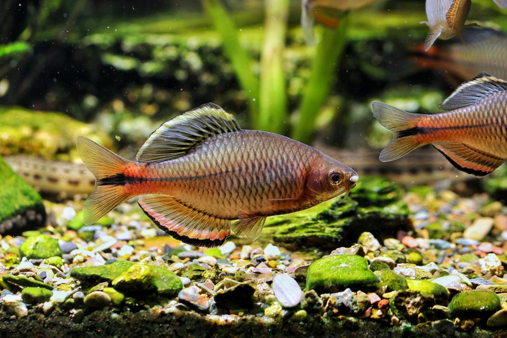 cmcm广东齐氏鱊鲤科鱼冷水原生鱼稀有彩石高体火山鳑鲏观赏鱼好养耐活