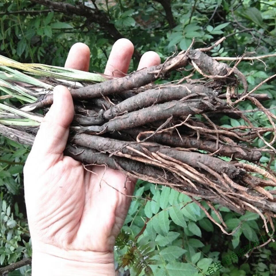 新鲜仙茅参500g药食同源贵州草药新鲜独脚仙茅独茅地棕先毛根现挖发货