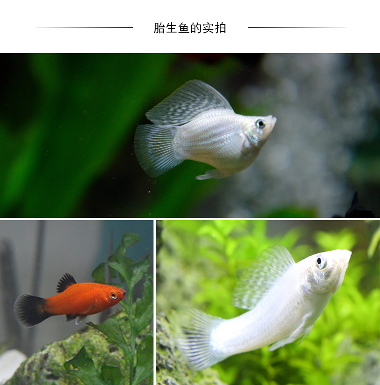 易萌胎生魚瑪麗魚皮球魚紅箭紅瑪麗米奇牡丹除油膜魚胎生魚熱帶觀賞魚