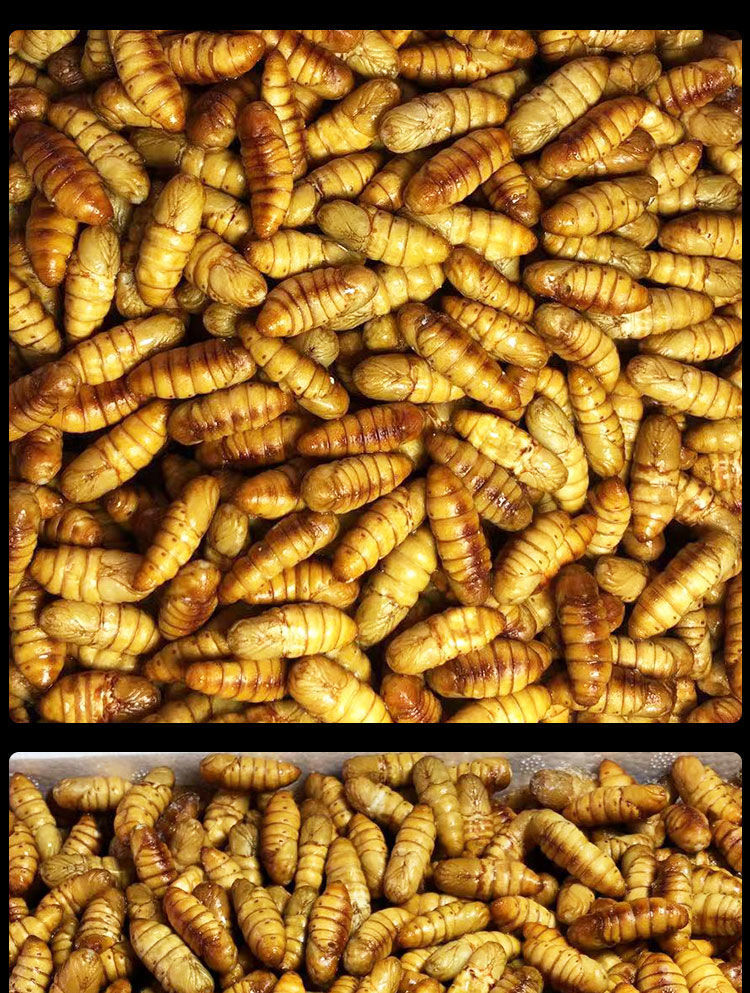 蚕蛹新鲜鲜活桑蚕蛹 2斤 多种规格可选 鲜活新鲜金丝蛹 黄金桑蚕蛹子