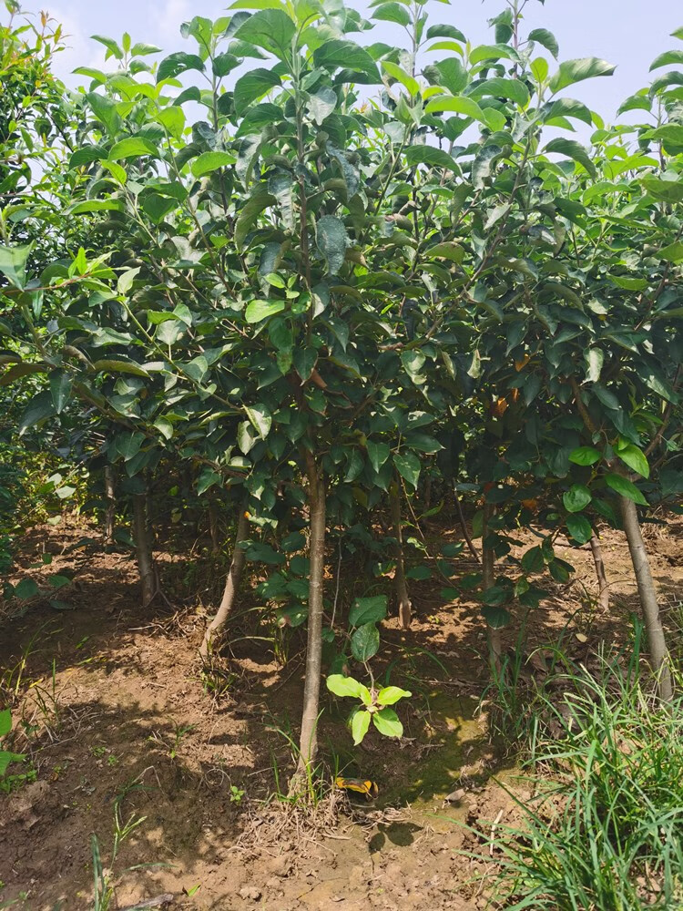 苹果树果苗矮化盆栽地栽特大南方北方种植嫁接红富士苹果树苗 津轻