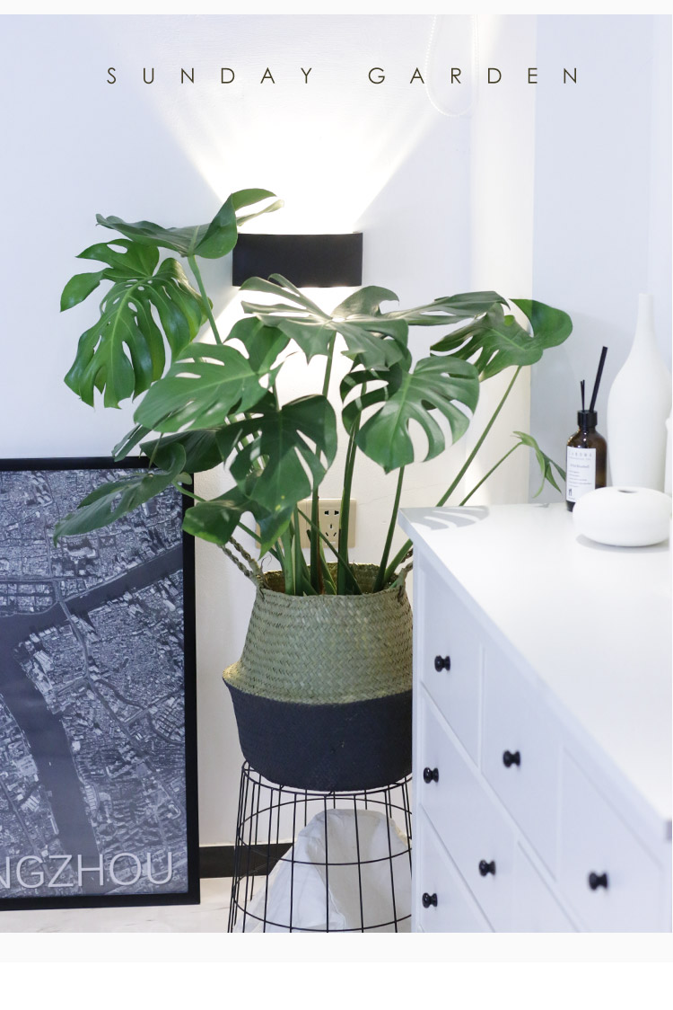 开背龟背竹室内大型绿植龟竹大盆栽老桩小天使喜阴轻奢植物 3年春羽