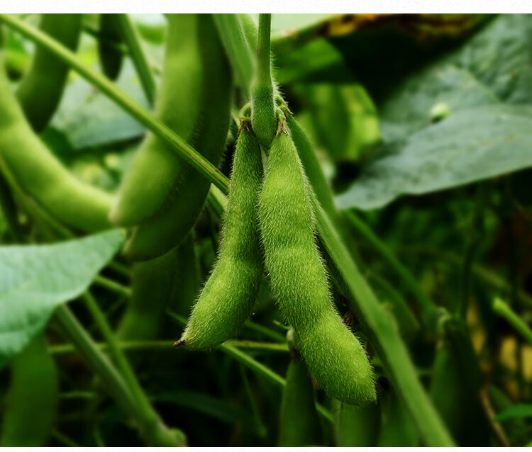 熏豆茶湖州特产咸味毛豆茶德清烘青豆农家牛踏扁烘豆 长子皮250g