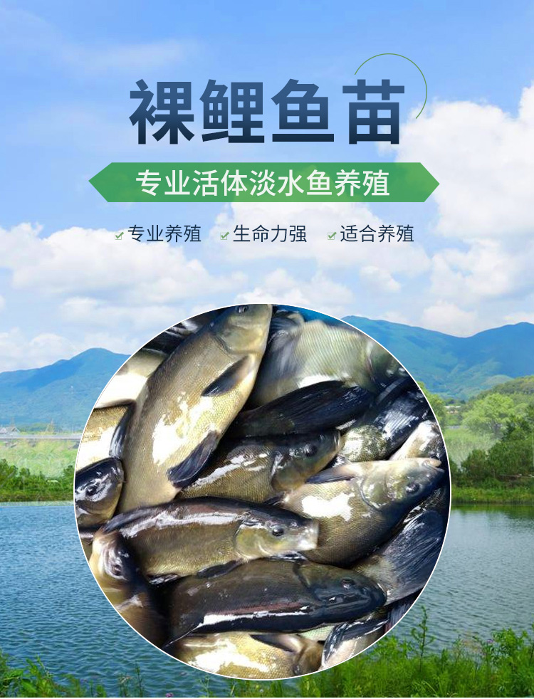 秋颖 裸鲤 无甲无鳞鱼苗大型裸斑养殖食用淡水鱼好养活冷水活体镜鲤