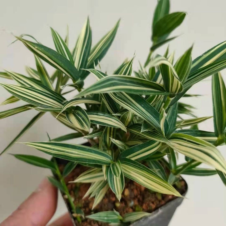 熊猫竹 菲白竹桌面绿植盆栽迷你竹子桌面微型盆景室内净化空气绿植