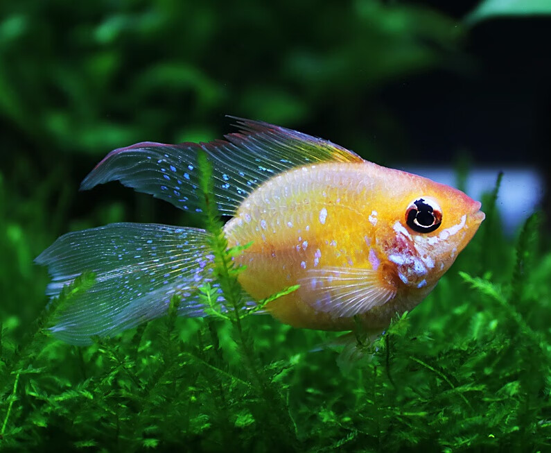 金波子皮卡丘热带观赏鱼蓝波子阿凡达短鲷淡水荷兰凤凰小型鱼活体