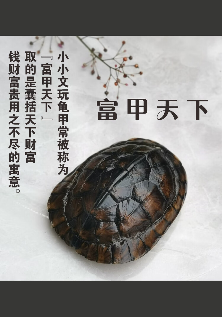 简约妮卡算卦工具天然乌龟壳 精品天然真龟壳文玩手把件大乌龟壳自然