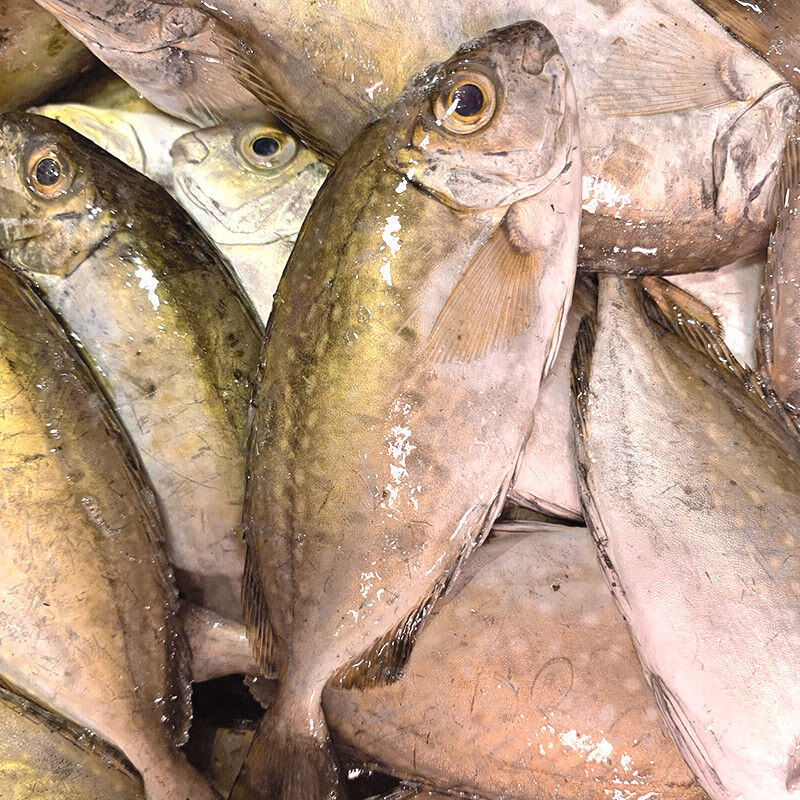 福茹洲 泥萌鱼泥猛鱼新鲜海捕南海秋叶鱼海鲜冷冻篮子鱼深海艾娘鱼