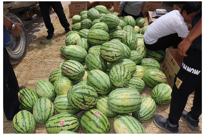晶太太 宁夏中卫富硒硒砂瓜 原产地核心产区硒砂西瓜现摘现发新鲜头茬