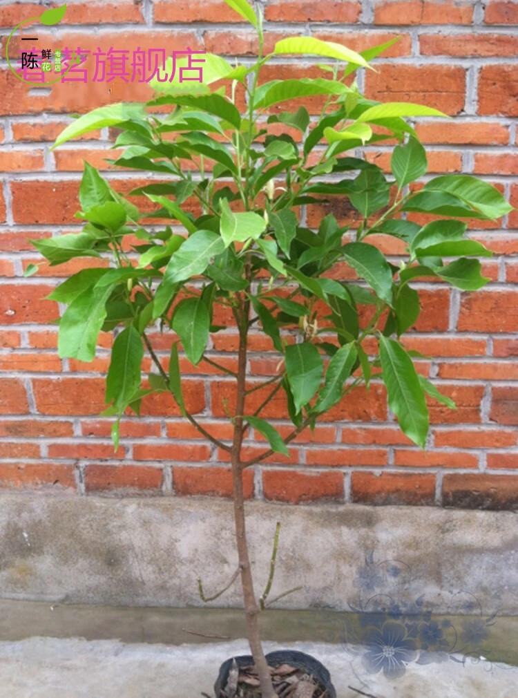 盆栽花卉十里飘香白兰花盆栽木兰花苗香味持久白玉兰花树苗7年苗白兰
