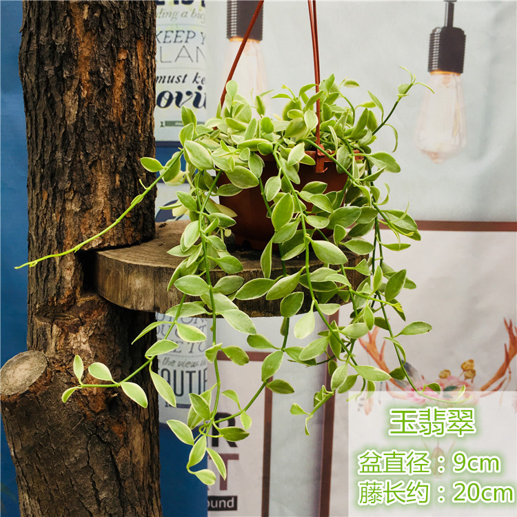串钱藤吊金钱吊兰垂吊篮花卉室内阳台爱之蔓百万心盆栽多肉植物口红花