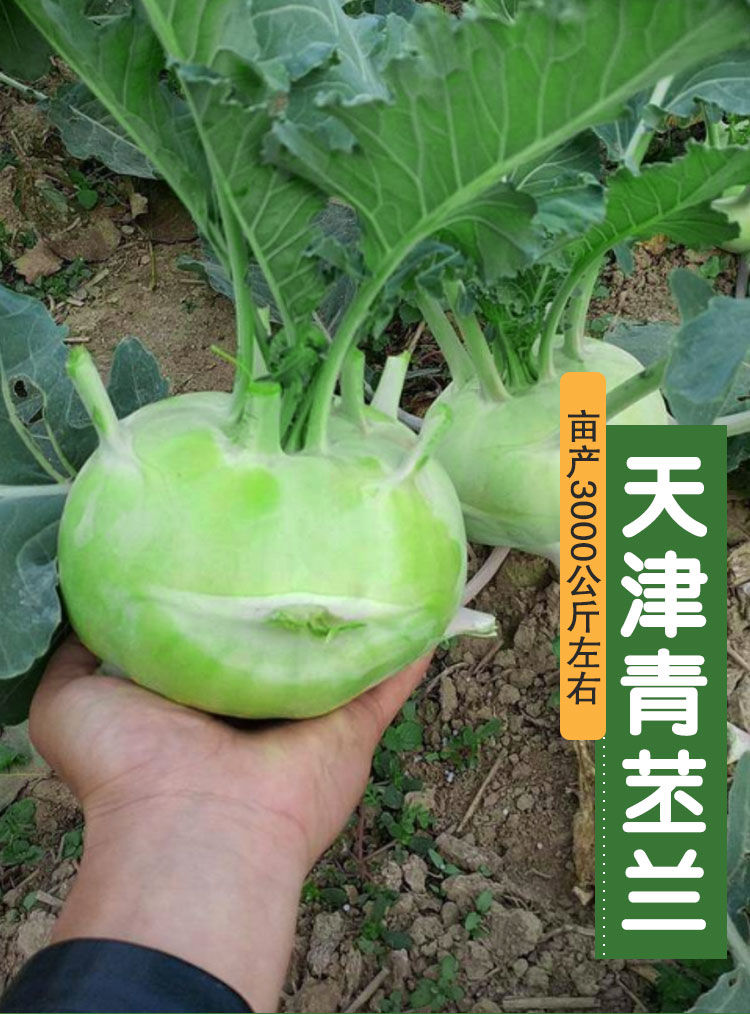 天津青苤蓝种子生吃水果绿苤蓝四季春秋栽培球茎甘蓝种子蔬菜种子