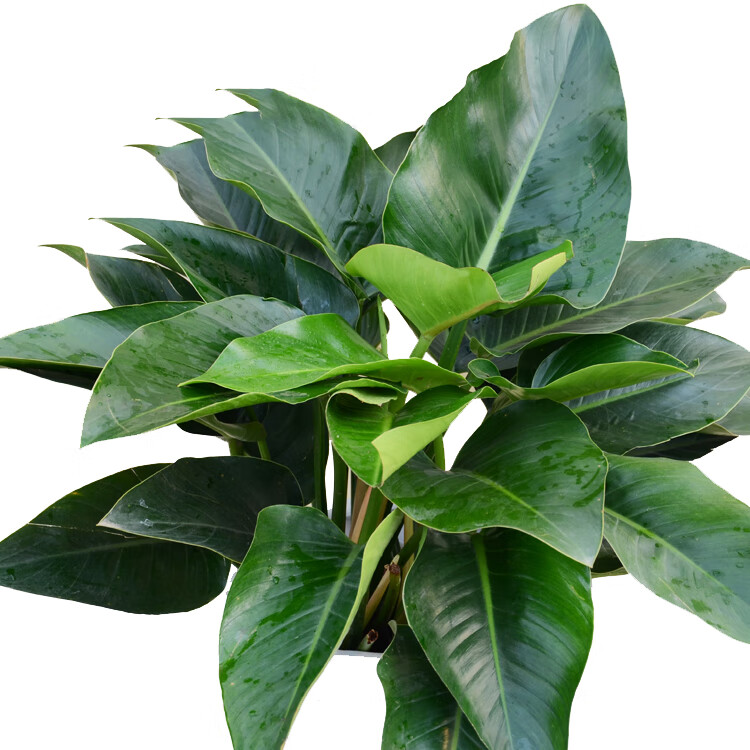 金钻蔓绿绒 吸甲醛植物大型室内阳台净化空气植物常绿盆栽叶蔓天 小盆