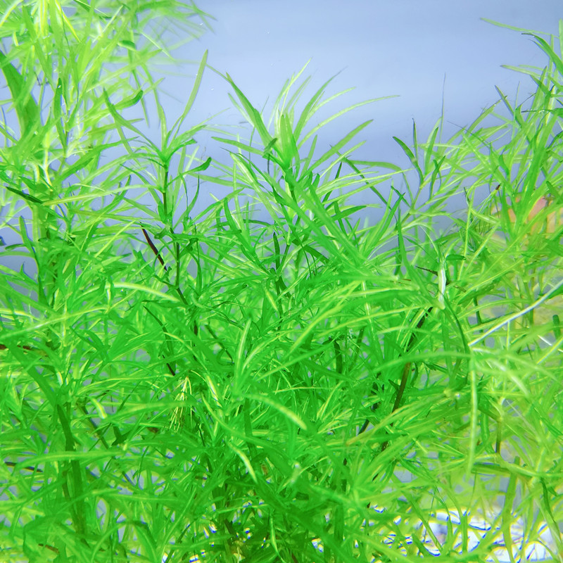 铠泽金 【抖音同款 臻品京选 】雪貂留香 印度小竹节竹节草真水草水族