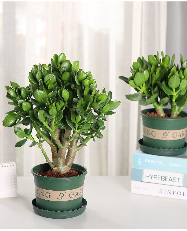 玉树植物盆栽室内多肉花卉老桩大型禄植客厅家养四季青家庭绿植裸根不