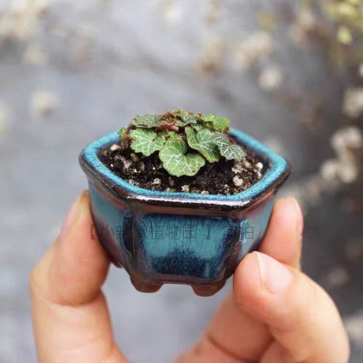 【正宗】日本迷你微型植物姬虎耳姬虎耳草山野草盆栽微盆景可室内