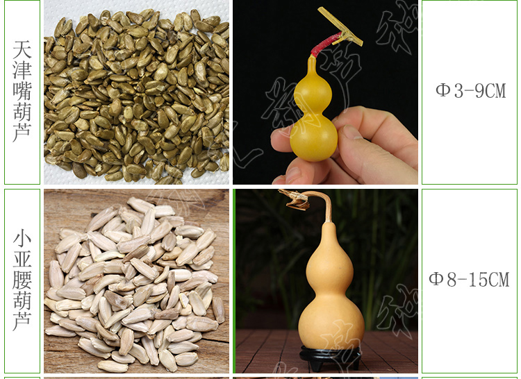 元井葫芦种子手捻特大中小号亚腰葫芦种子籽天津嘴八宝葫芦种子观赏