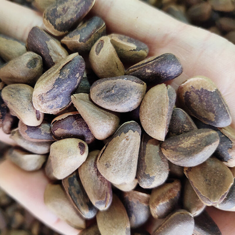 晨臻 黑龙江新货东北红松籽开口红松子大粒手剥原味非油炸坚果 原味炒