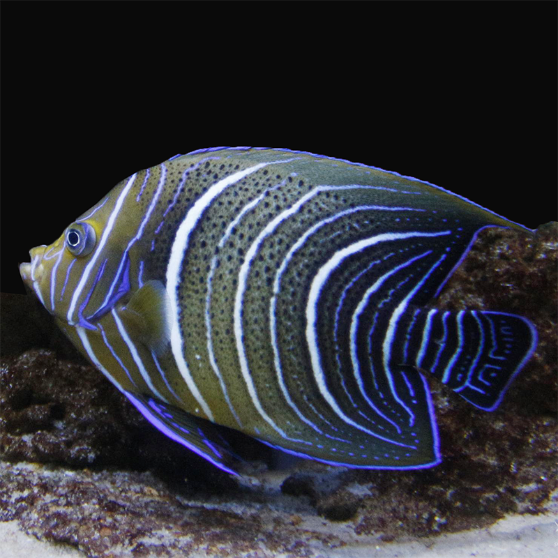 北斗神仙鱼活体海水鱼蓝纹大型神仙鱼海缸观赏宠物鱼快递包活兴国海