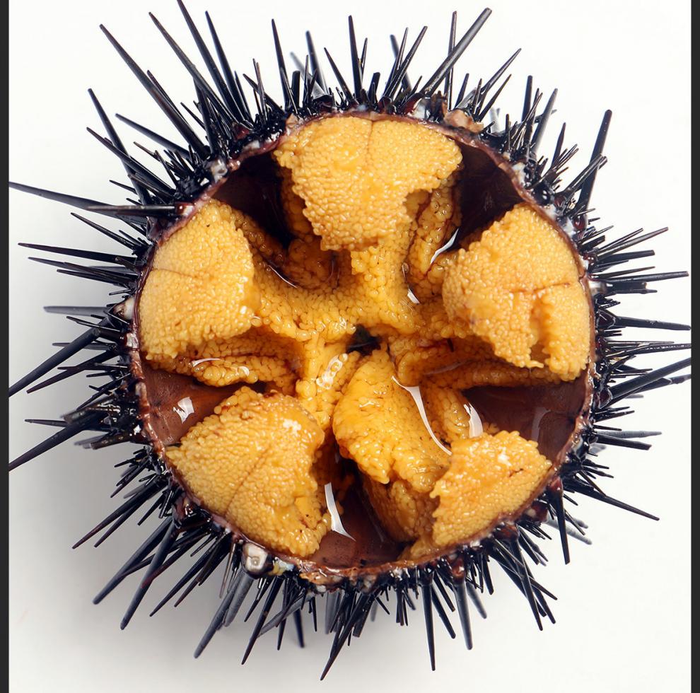 紫海胆新鲜马粪海胆鲜活黄胆刺锅即食刺身水产生鲜 索维奥 1斤尝鲜装