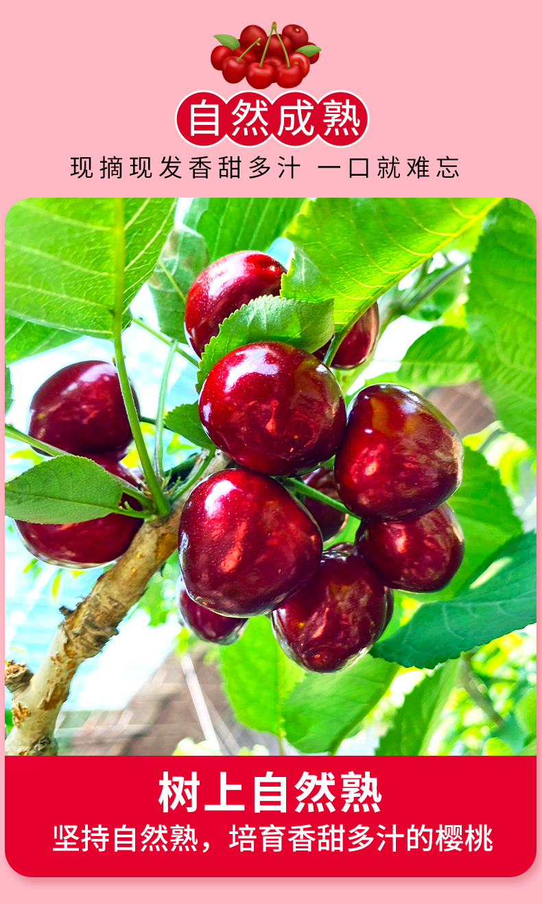 【顺丰空运隔日达】山东美早大樱桃新鲜水果5斤应当季山东烟台国产