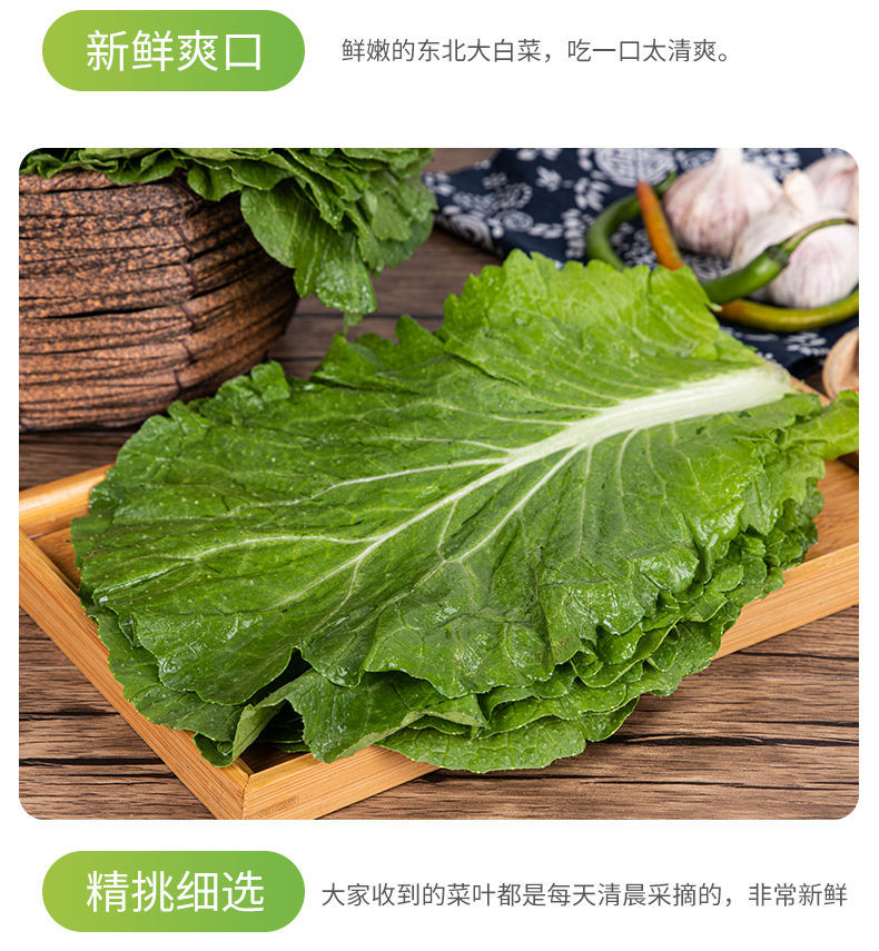新鲜蔬菜饭包叶大白菜叶子饭包专用白菜叶60片