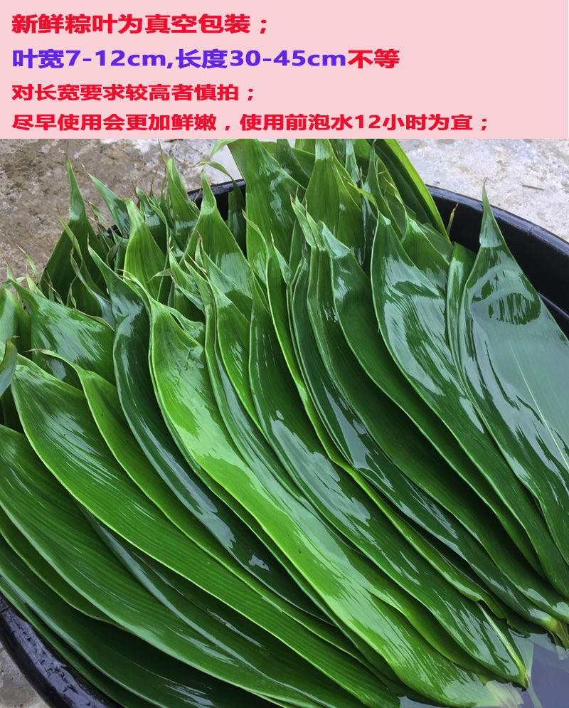 (现摘直发) cozok 新鲜大粽叶江西现摘野生粽子叶真空包装棕叶箬叶带
