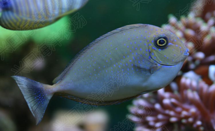 藍點吊活體海水魚寵物觀賞魚海缸除藻生物印尼藍吊黃金吊養定快遞包活