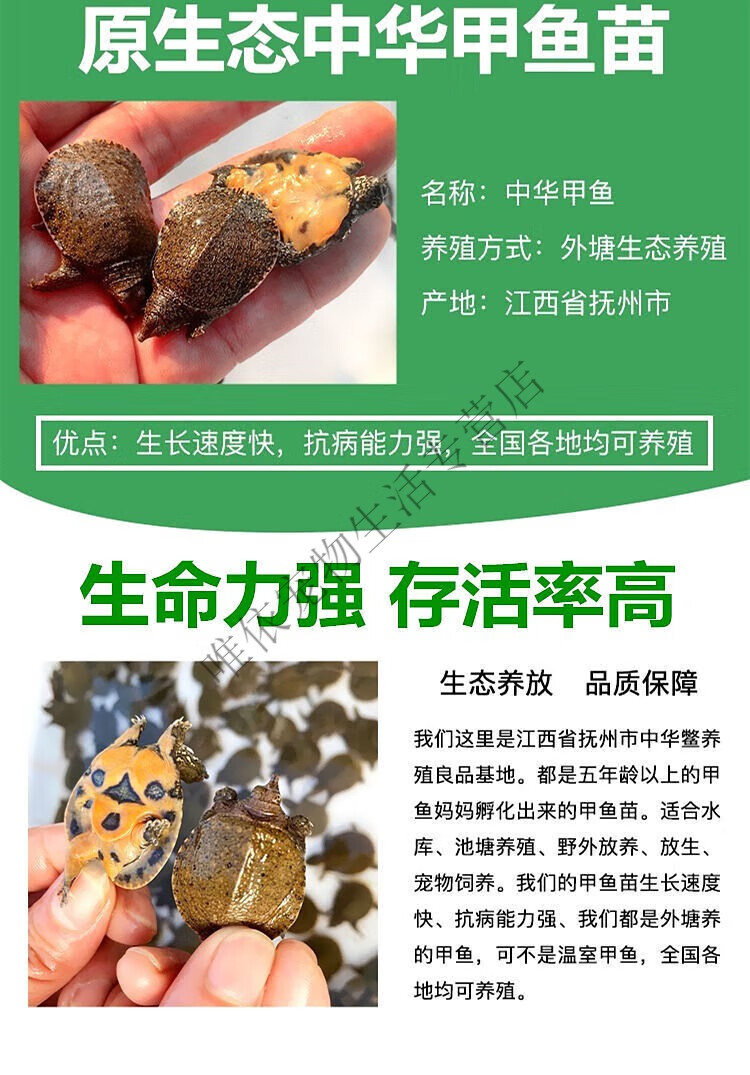小甲鱼苗活体外塘养殖甲鱼团鱼水鱼王八苗中华鳖苗包活养殖地直发 12