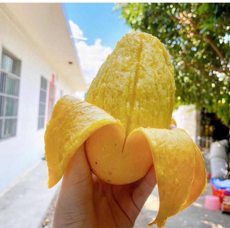 【jd顺丰礼盒-多地隔日达】海南昌江黄玉芒果特产水果当季新鲜特大