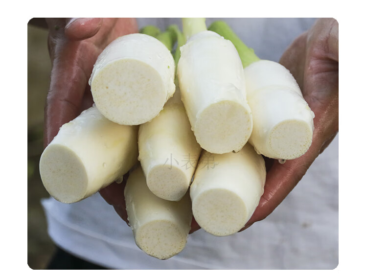 新鲜农家高山茭白月子茭笋高瓜水笋时令蔬菜交白新鲜 2斤【图片 价格