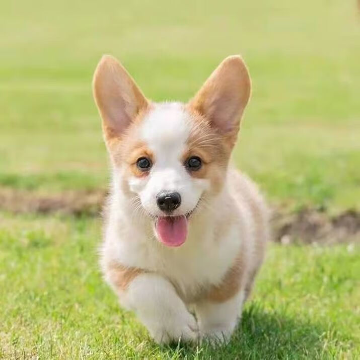 博美混血串串幼犬活體家庭犬寵物犬小體茶杯犬價格便宜狗狗活 京巴