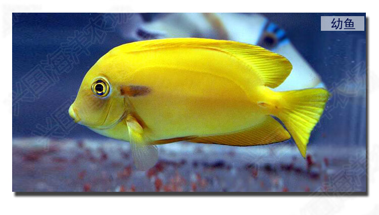 一字吊活体海水鱼倒吊类食藻除藻海缸观赏宠物鱼快递发货定水包活成鱼