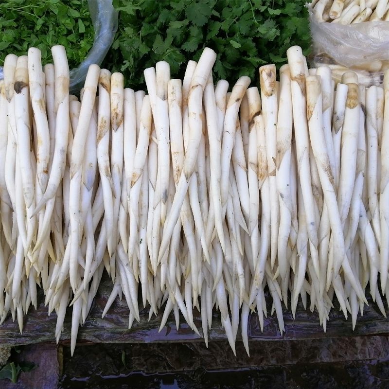 云南建水草芽象牙菜十二道锋味特产新鲜蔬菜农家自种批发1斤 1斤【500