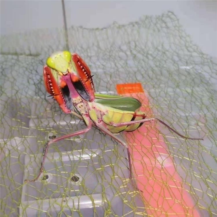 朵芮蜜澳洲斧螳宽腹螳螂活体宠物澳宽螳螂昆虫爬虫小礼物异宠澳宽螳螂