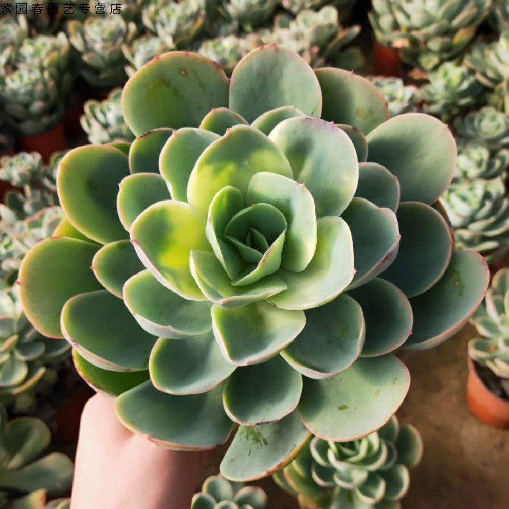 园艺多肉植物高沙之翁大颗舞会红裙包菜系列办公室绿植盆栽组合 高沙