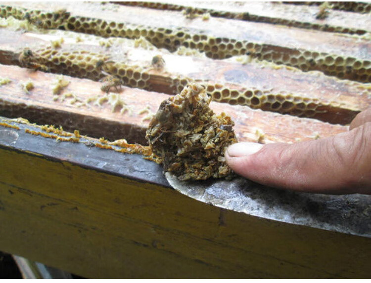 蜂农自产自销 天然 蜂胶 原胶毛胶木框采集天然蜂胶 不含重金属