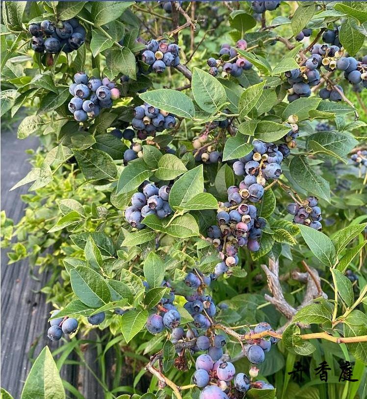 v5蓝莓(当年结果苗) 60cm(含)-69cm(含)【图片 价格 品牌 报价】-京东