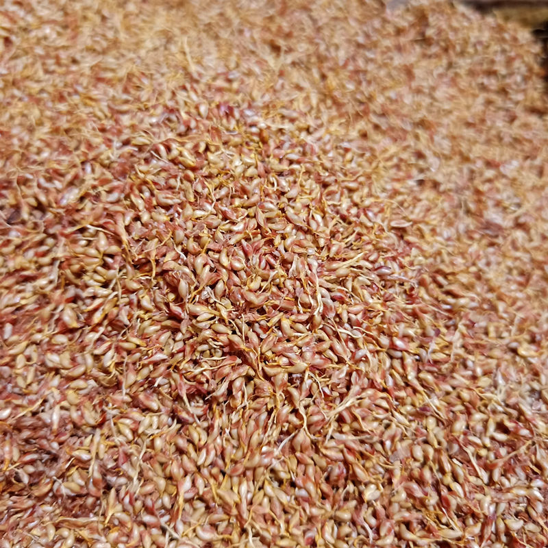 野生石壁薜荔藤奶母果鬼球木馒头木莲果薜荔果奶母果霹雳鬼球500g