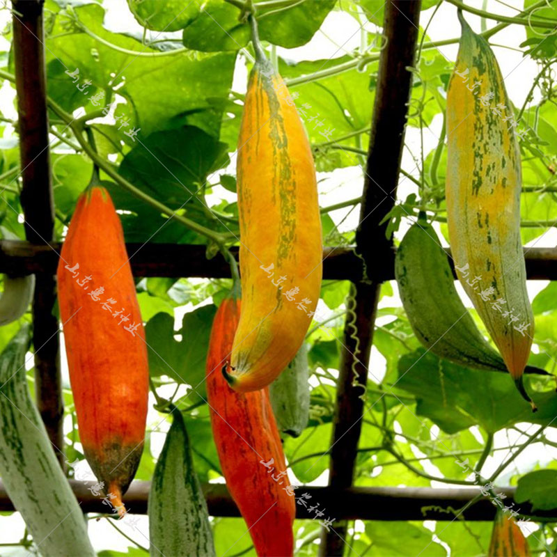 变色老鼠瓜种子秋季蔬菜种孑四季播爬藤瓜果农家阳台盆栽菜种籽50粒