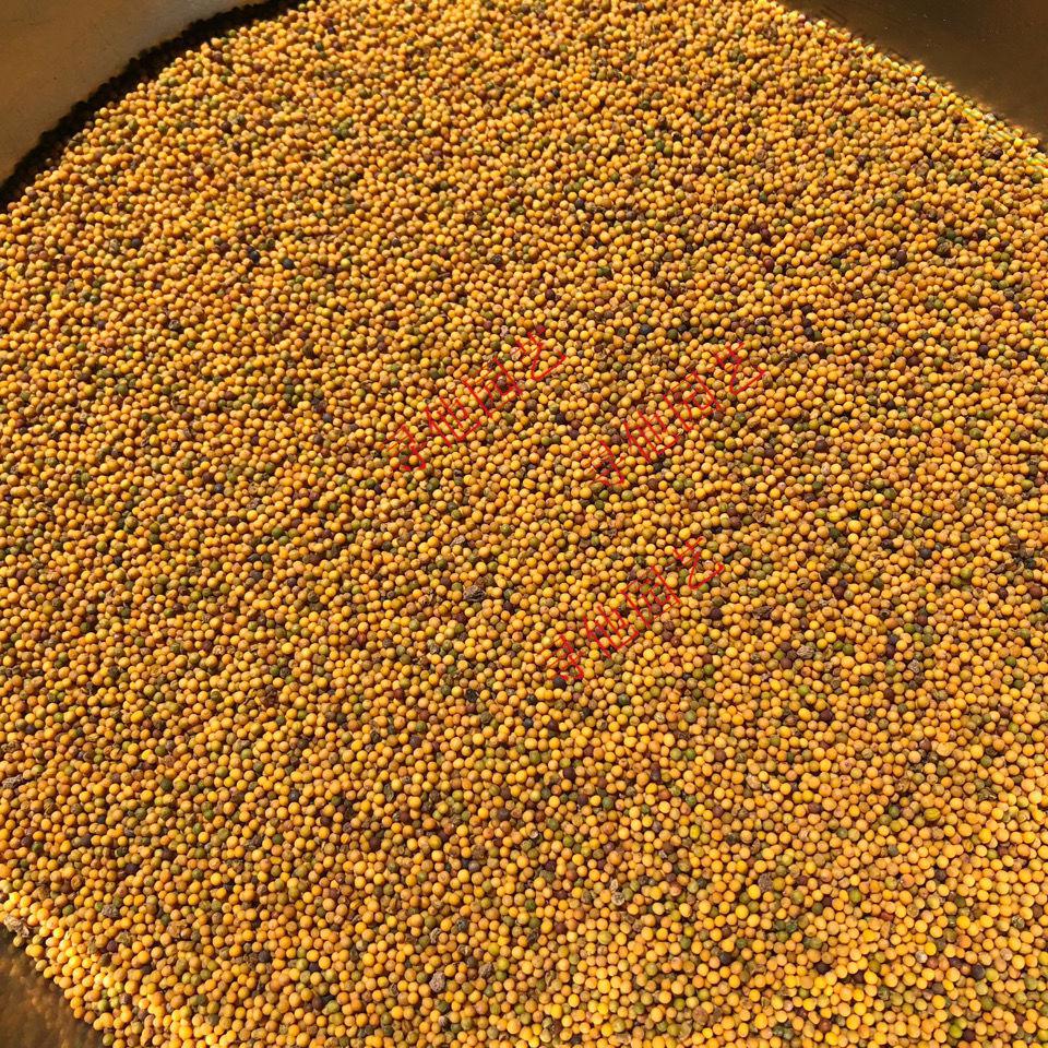 榨菜籽油腊菜籽 黄籽腊菜种子高出油率菜油香醇 观赏油菜高产散装 散
