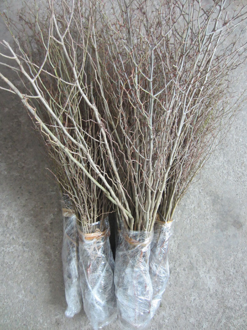 马甲子树苗带尖刺铁篱笆树苗鸟不站刺篱绿色围园刺篱1年成篱高度5070