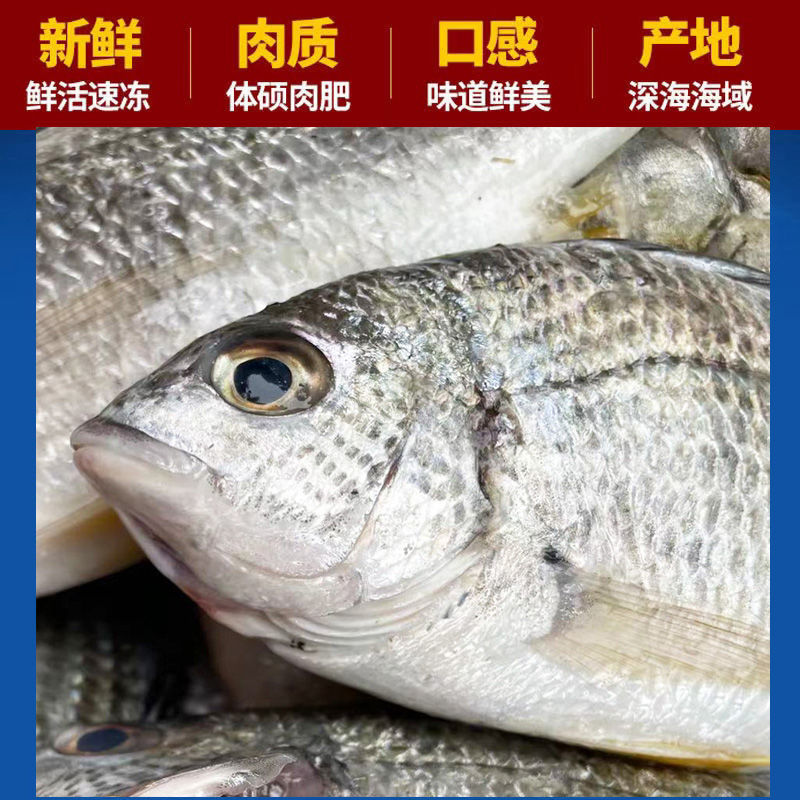 自家渔船新鲜黄翅鱼海捕海鲫鱼孕妇催奶鲜船冻黄鳍鲷黄立鲷鱼雨林食味