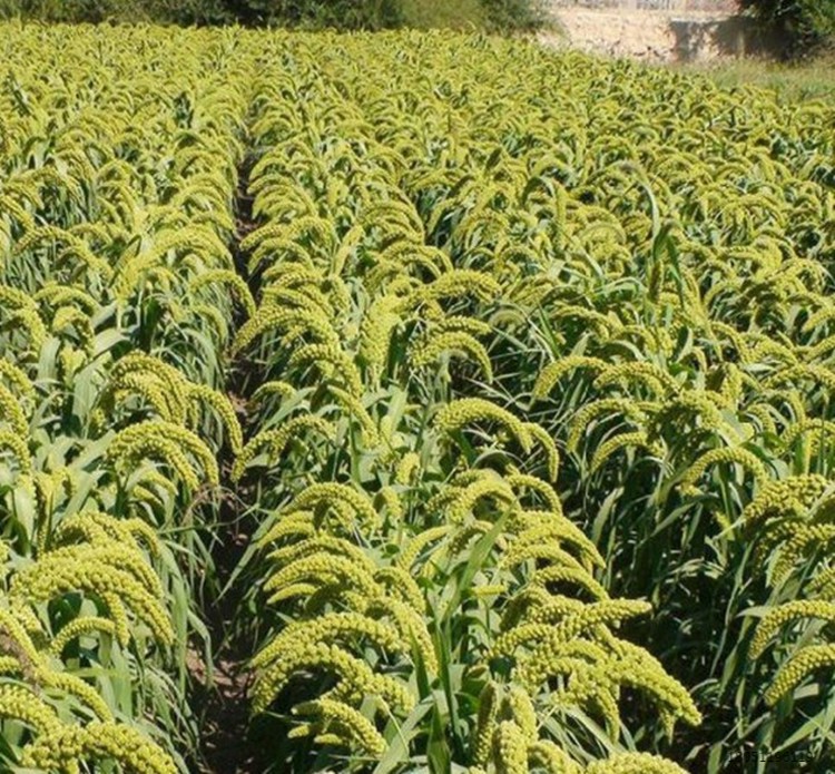 农资种子自留种散装荞麦种子红高粱小麦种子燕麦小米青稞种子 花生