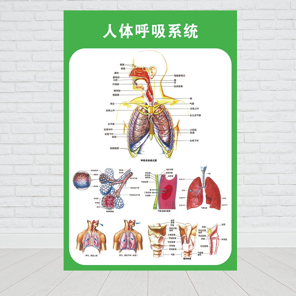 人体九大运动消化生殖泌尿神经解剖内脏骨骼肌肉医院医学挂图 人体