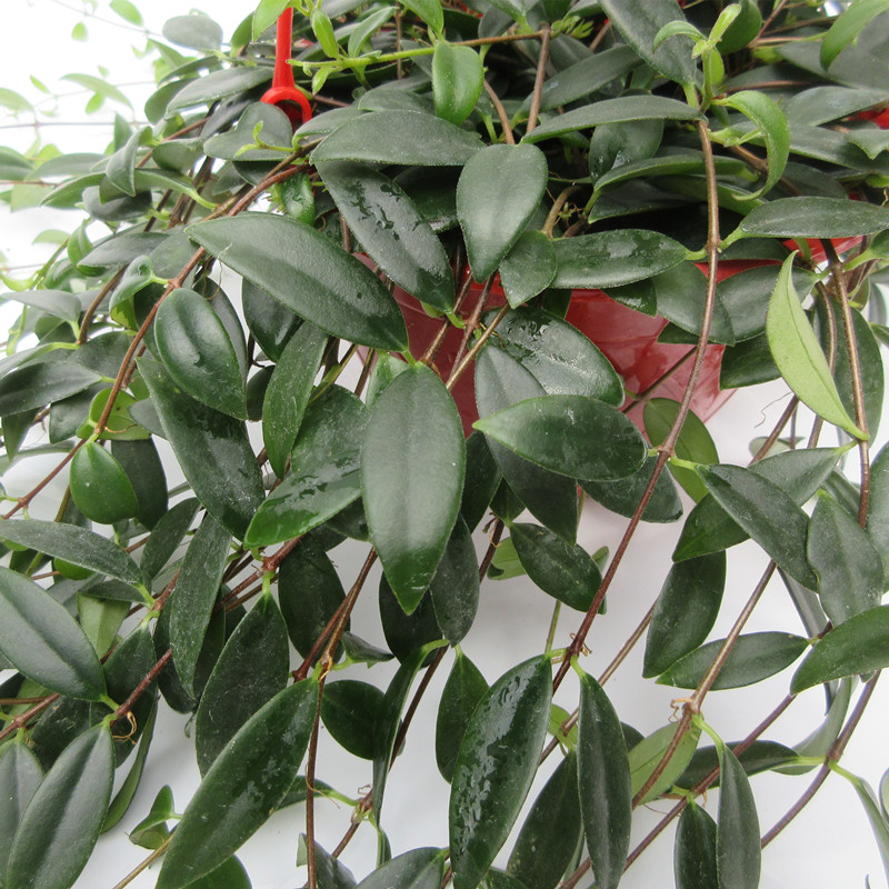 柳叶吊兰盆栽绿植玉唇花卉四季开花垂吊植物原盆发货 柳叶吊兰一盆 新