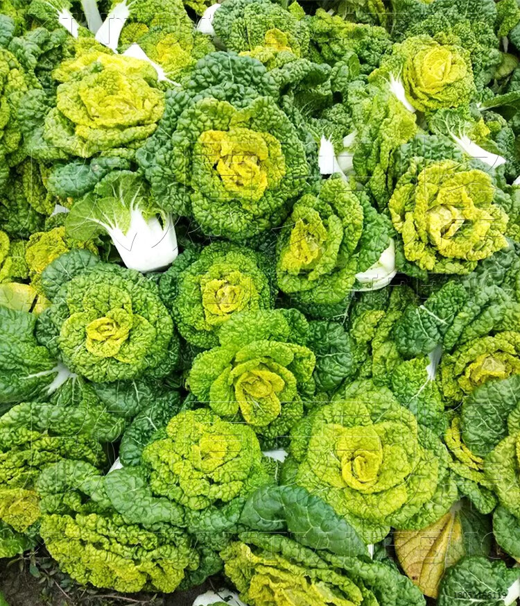 乌塔菜种子中八叶黑菜四季播乌榻菜菊花心白菜蔬菜种籽四季阳台播